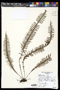 Prosaptia contigua image