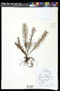 Prosaptia contigua image