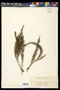 Prosaptia contigua image