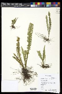 Prosaptia contigua image