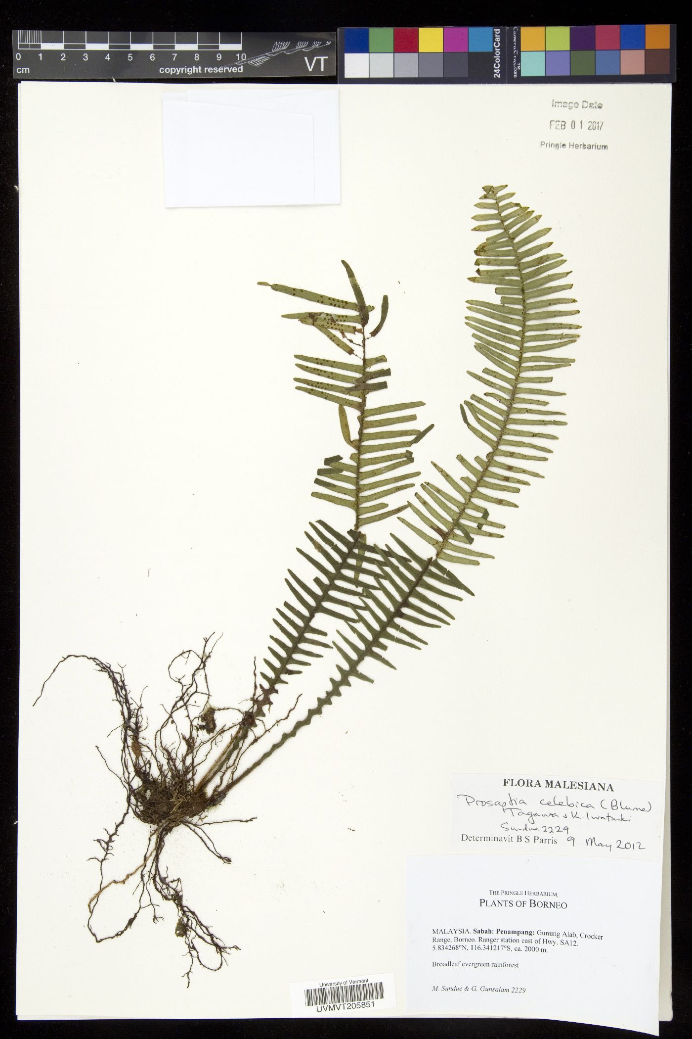 Prosaptia celebica image