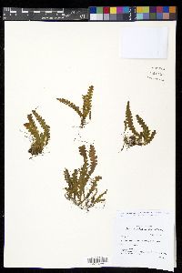Prosaptia bolobensis image