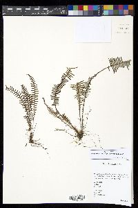 Prosaptia venulosoides image