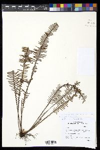 Prosaptia venulosoides image