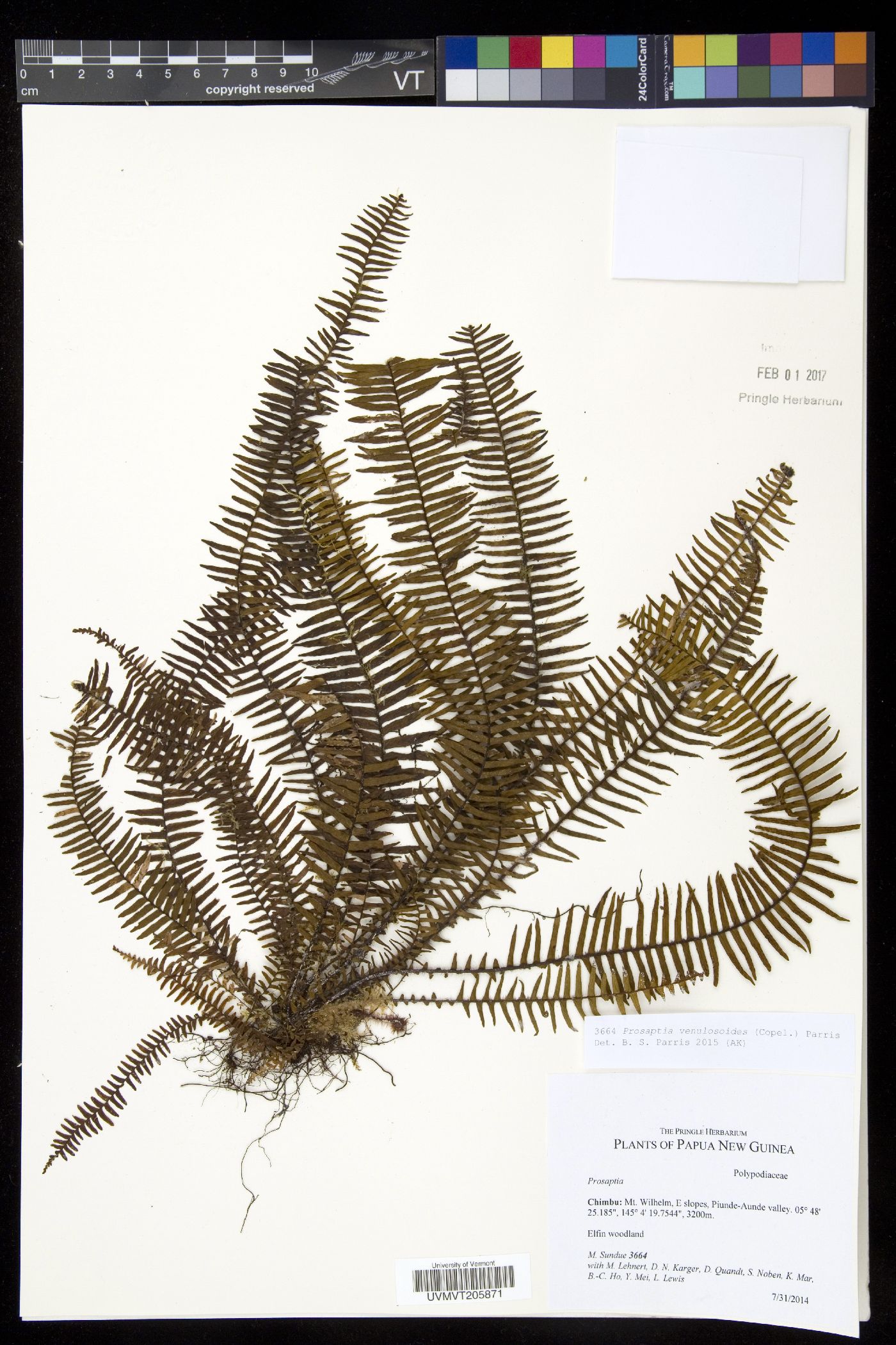 Prosaptia venulosoides image