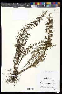 Prosaptia venulosoides image