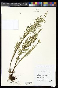 Prosaptia stellatosetosa image
