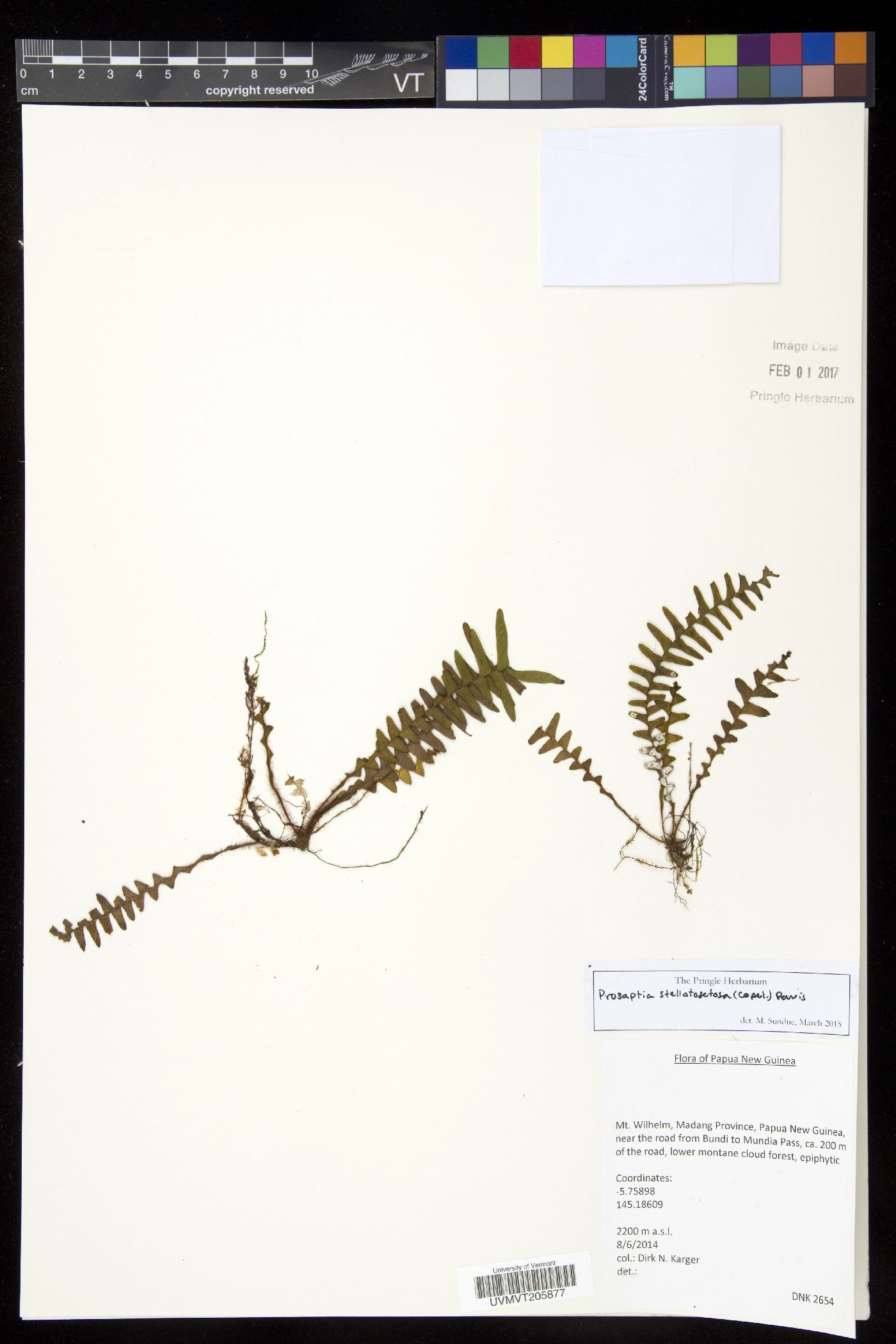 Prosaptia stellatosetosa image