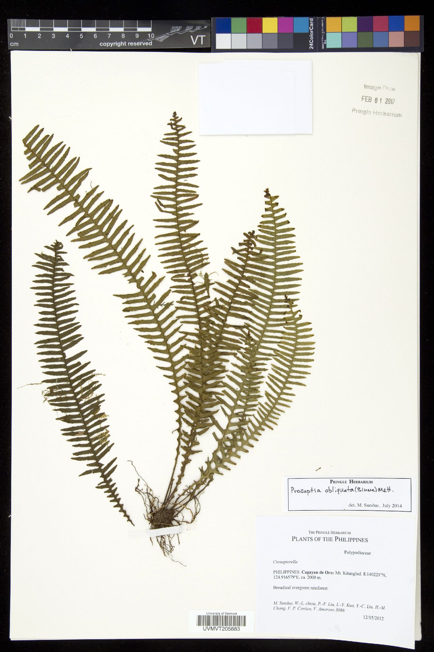 Prosaptia obliquata image