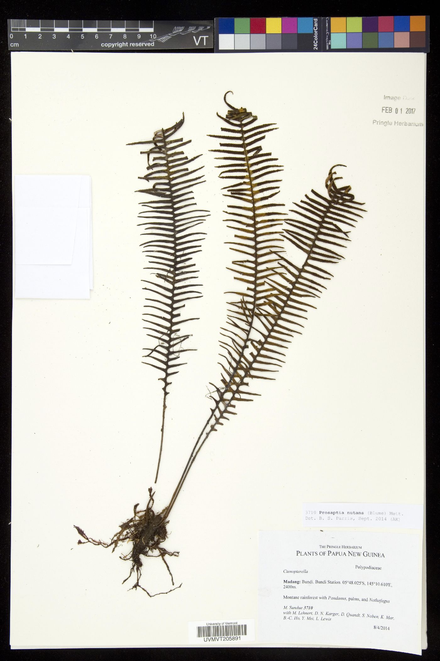 Prosaptia nutans image