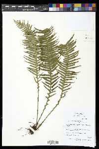 Prosaptia multicaudata image