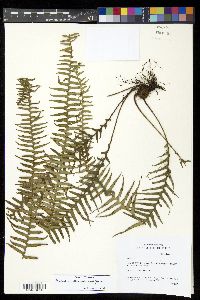 Prosaptia multicaudata image