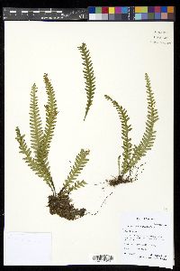 Prosaptia maidenii image