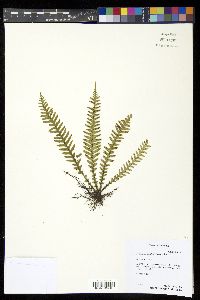 Prosaptia maidenii image