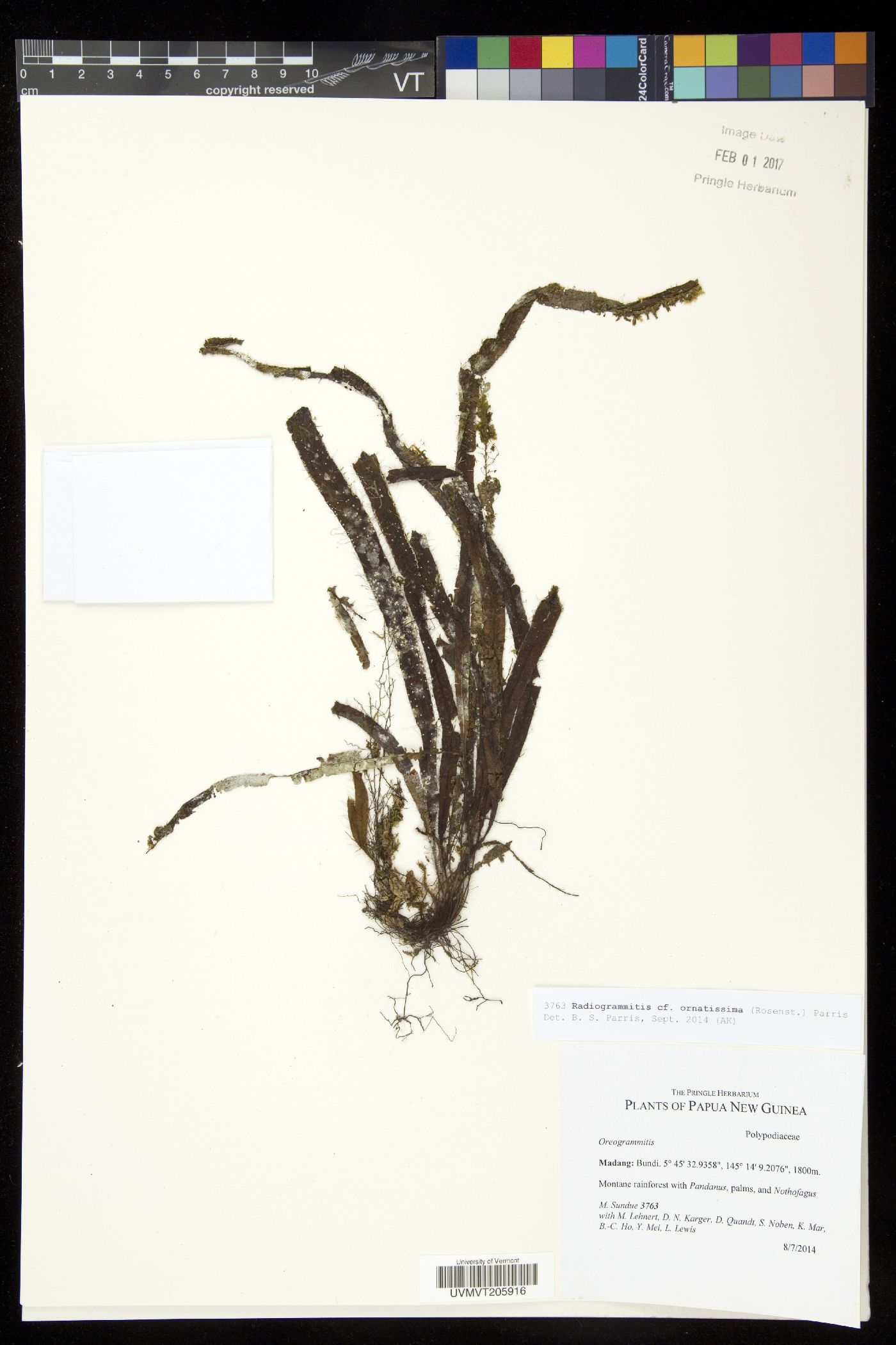 Radiogrammitis image