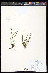 Stenogrammitis prionodes image