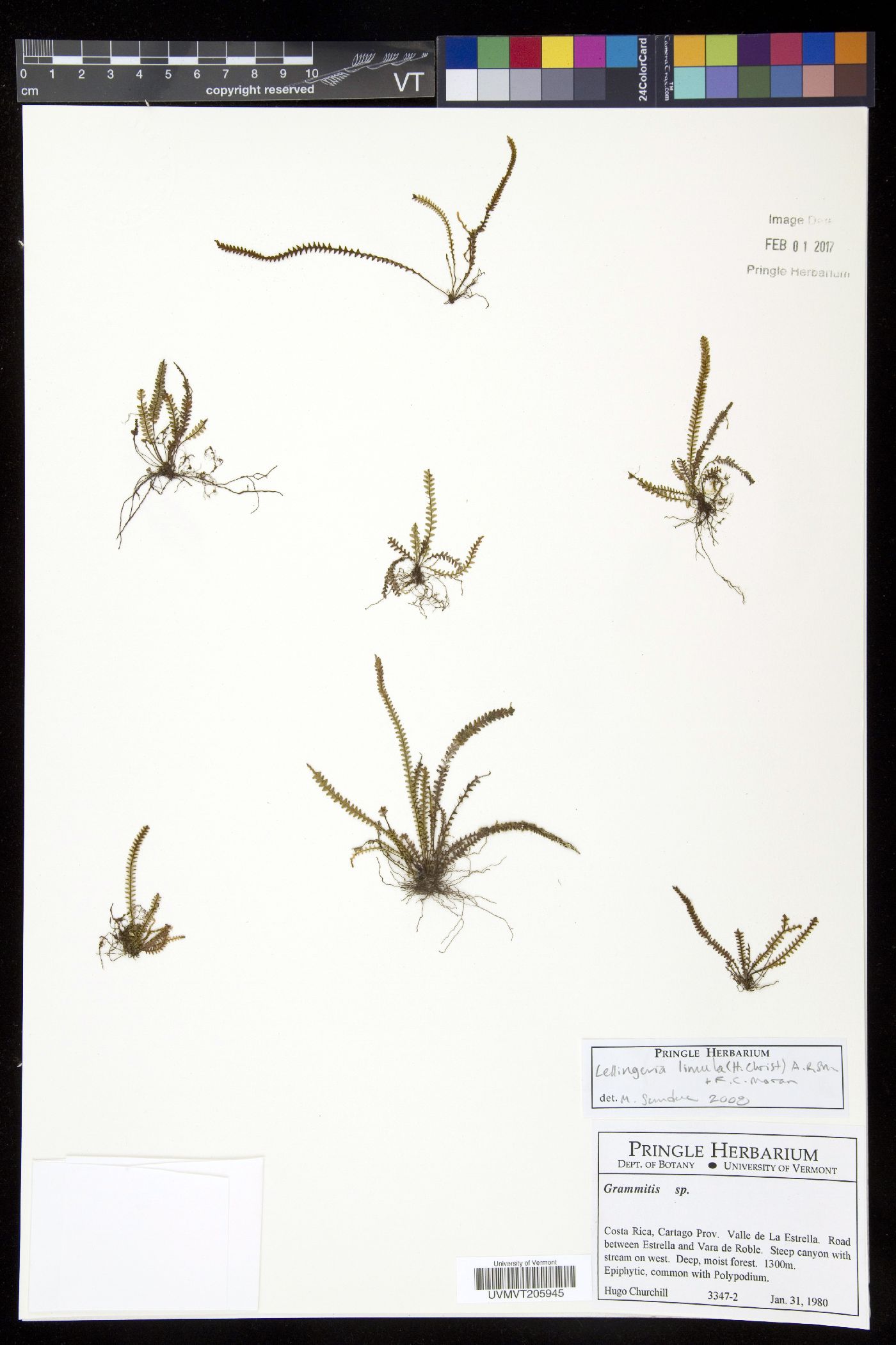 Stenogrammitis image