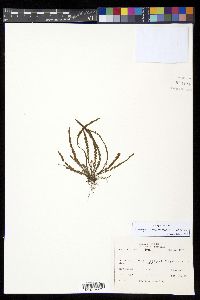 Media resource of Stenogrammitis hartii
