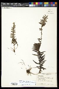 Terpsichore lehmanniana image