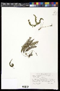 Terpsichore eggersii image