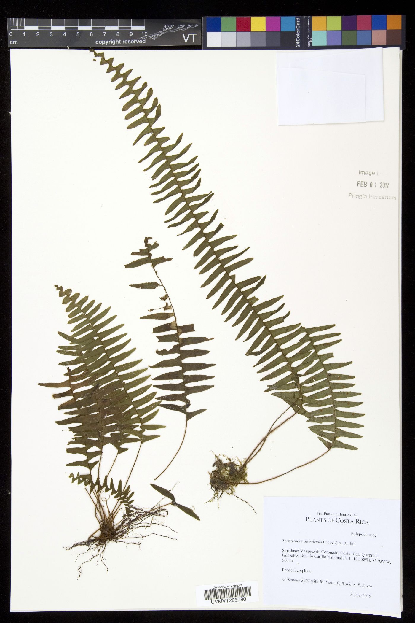 Terpsichore atroviridis image