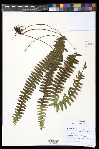 Terpsichore asplenifolia image
