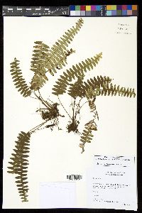 Terpsichore asplenifolia image