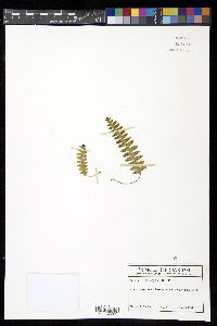 Terpsichore asplenifolia image