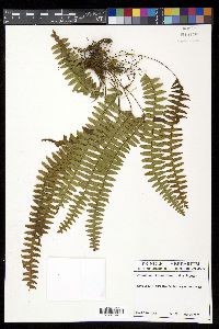 Terpsichore asplenifolia image