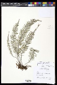 Oreogrammitis yoderi image