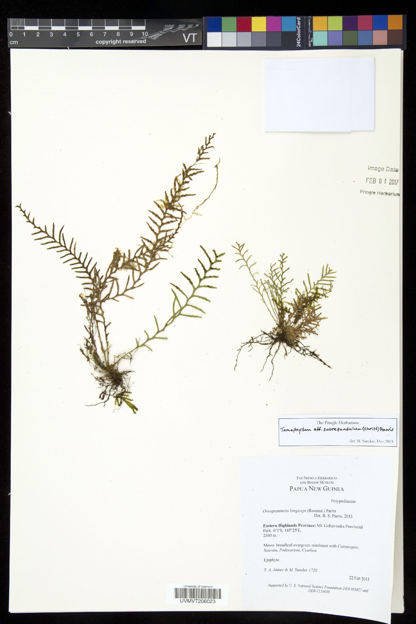 Tomophyllum subrepandulum image