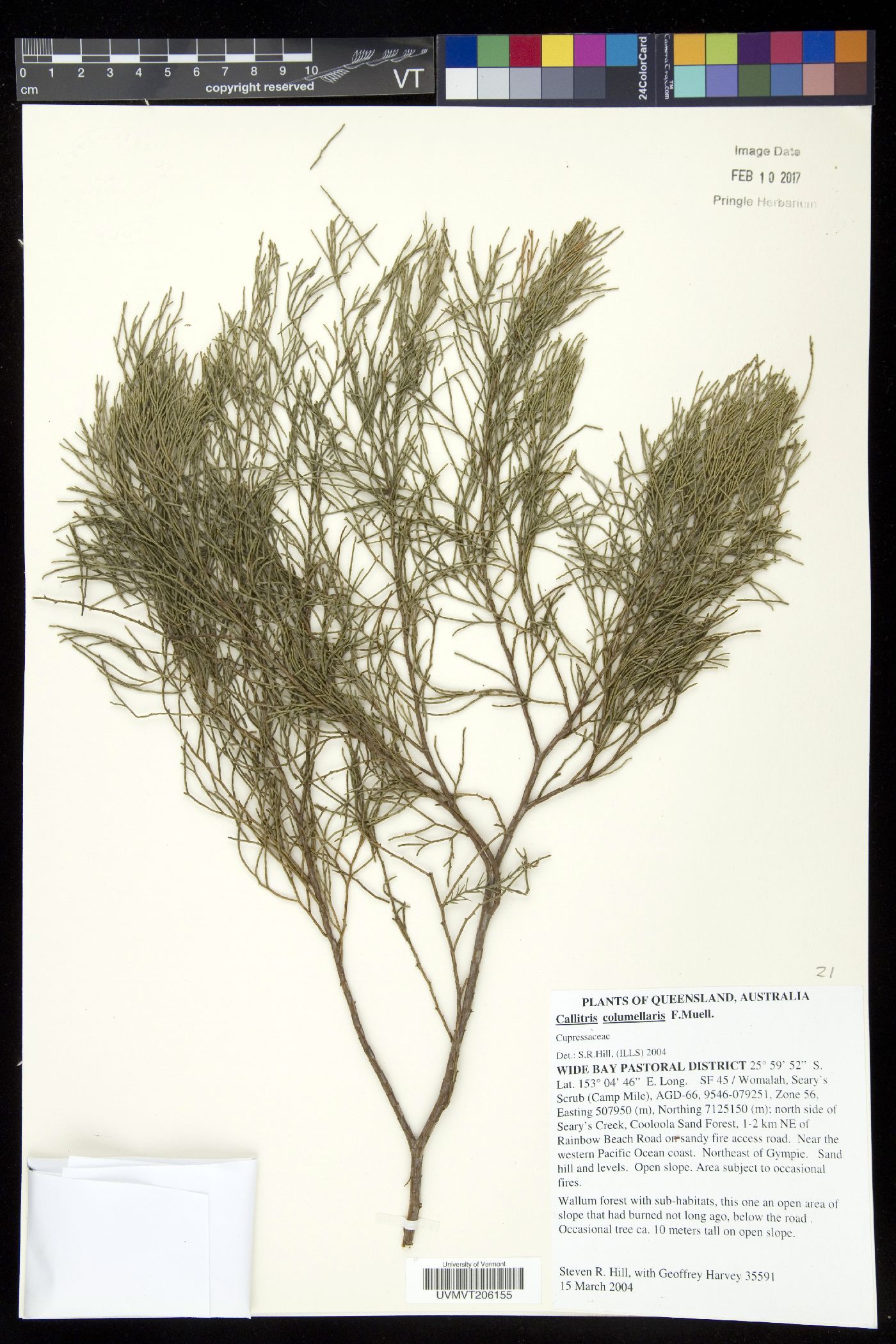 Callitris columellaris image