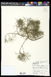 Callitris columellaris image