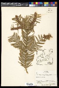 Cephalotaxus harringtonia image