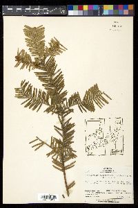 Cephalotaxus harringtonia image