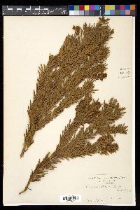Cephalotaxus harringtonii image