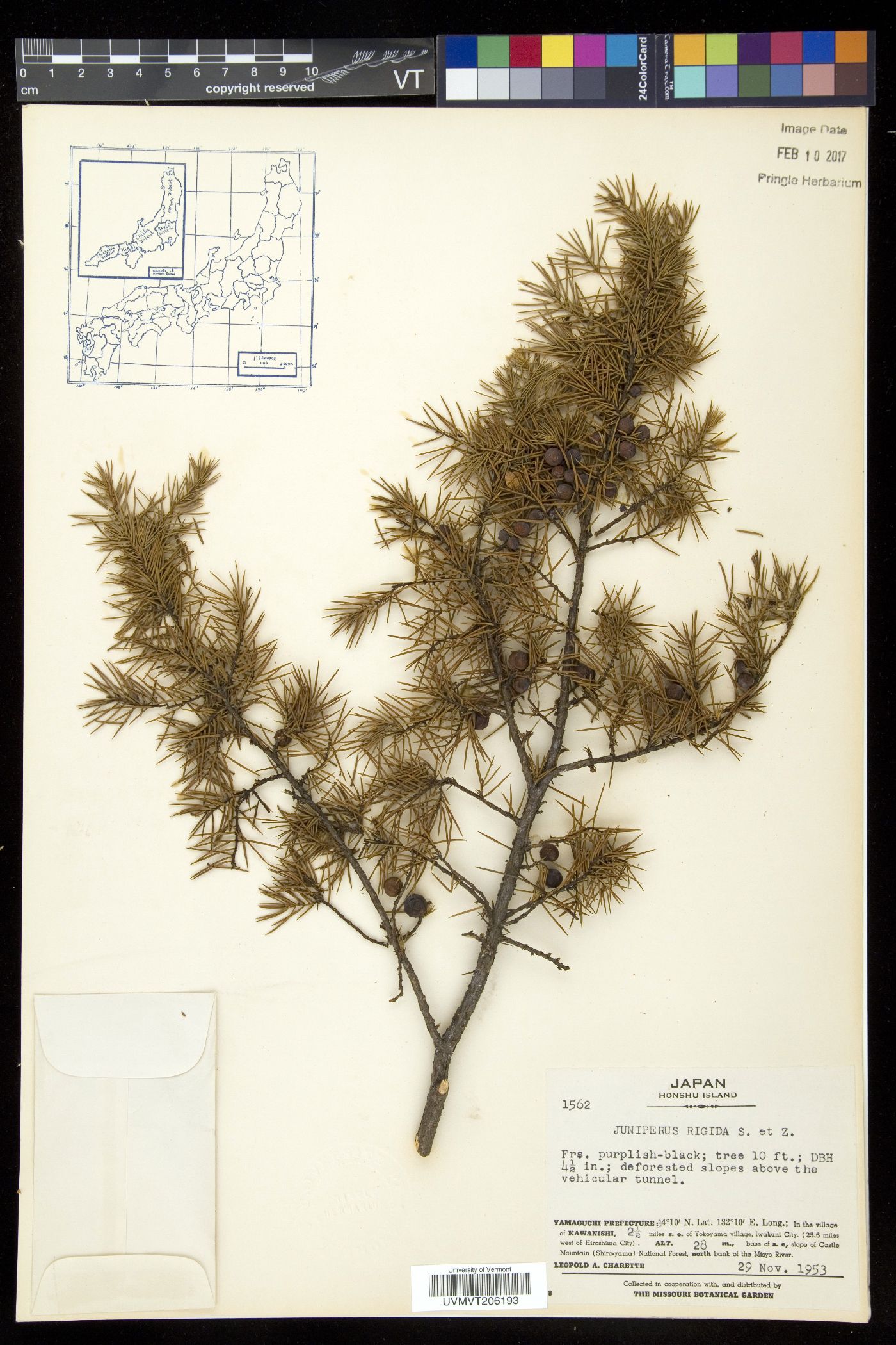 Juniperus rigida image