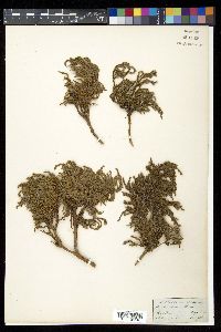 Juniperus recurva image