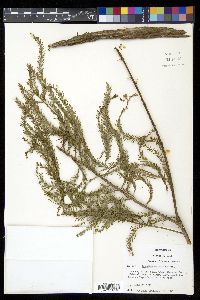 Taxodium mucronatum image