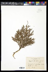 Thujopsis dolabrata image