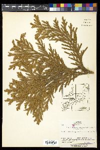Thujopsis dolabrata image
