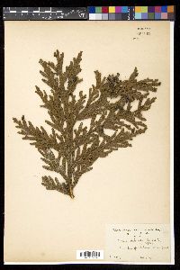 Thujopsis dolabrata image