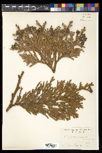 Thujopsis dolabrata image