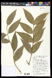 Agathis robusta image