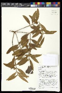Agathis atropurpurea image