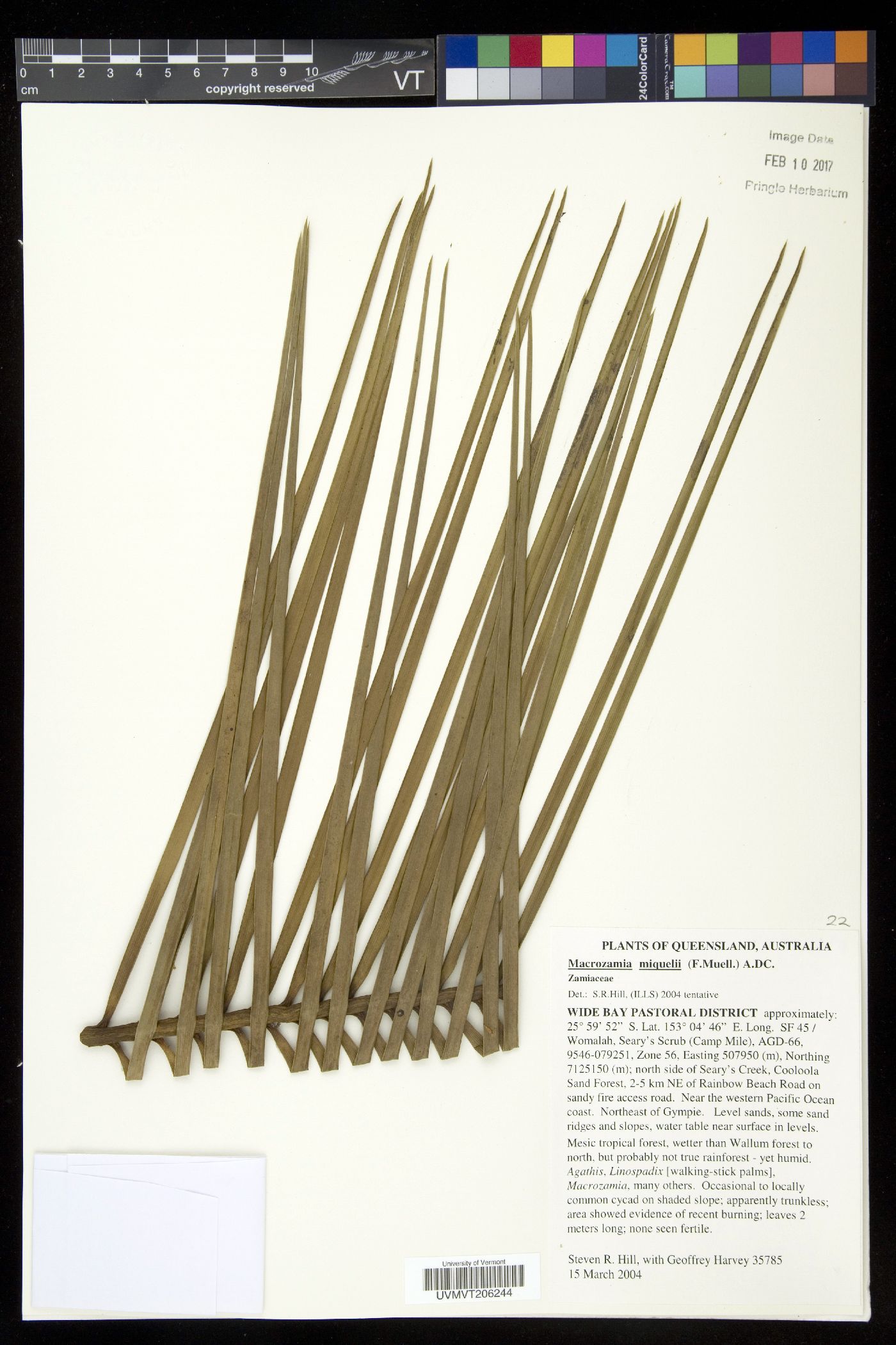 Macrozamia miquelii image