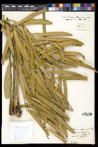 Zamia integrifolia image