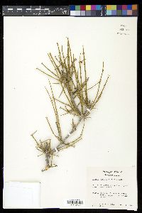 Ephedra antisyphilitica image