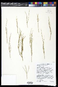 Ephedra nevadensis image