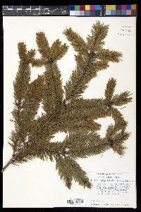Abies religiosa image